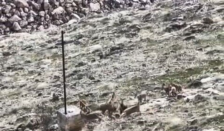 DAĞ KEÇİLERİ SÜRÜ HALİNDE GÖRÜLDÜ