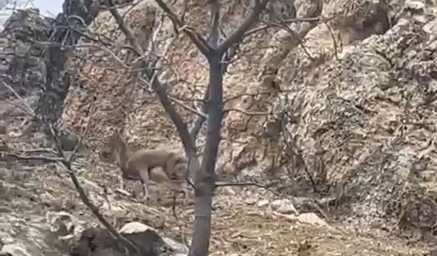 ELAZIĞ'DA 3 AYAKLI YABAN KEÇİSİ AZMİYLE ŞAŞIRTTI
