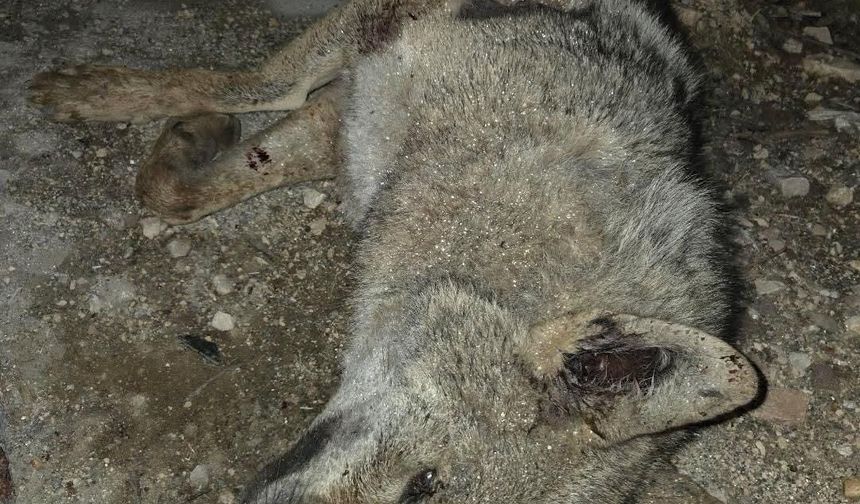 OTOMOBİLİN ÇARPTIĞI KURT TELEF OLDU