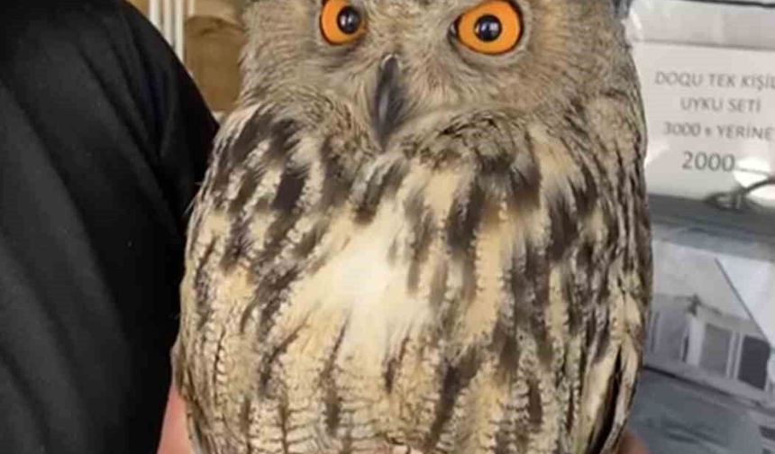 YARALI HALDE BULUNAN PUHU EKİPLERE TESLİM EDİLDİ