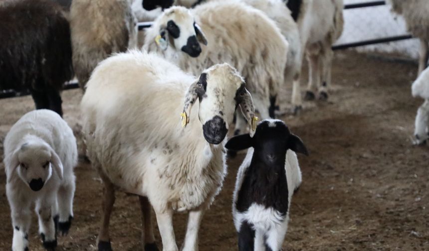 "KIRSALDA BEREKET, KÜÇÜKBAŞA DESTEK" BAŞVURULARI SÜRÜYOR