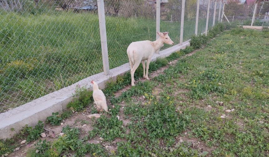 BEYAZ ALAGEYİK EVİN BAHÇESİNE İNDİ