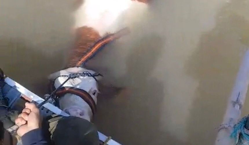 BU SEFER BALIK DEĞİL TOSUN YAKALADILAR