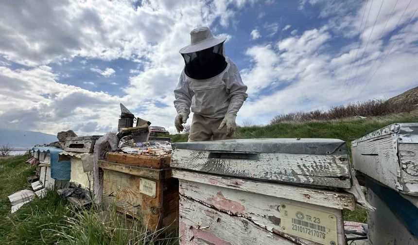 ARICILAR YAVRU VE BESLEME DÖNEMİNE GİRDİ