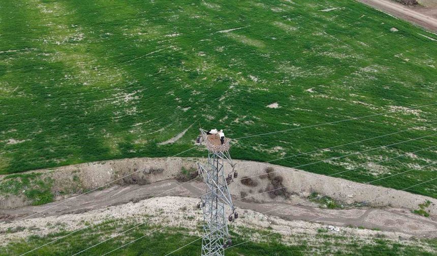 BAHARIN MÜJDECİSİ LEYLEKLER ELAZIĞDA