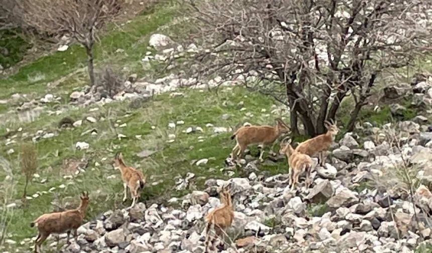 DAĞ KEÇİLERİ HARPUT MAHALLESİNDE