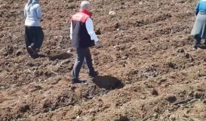 DOMATES ÜRETİMİNDE YENİ SEZON BAŞLADI