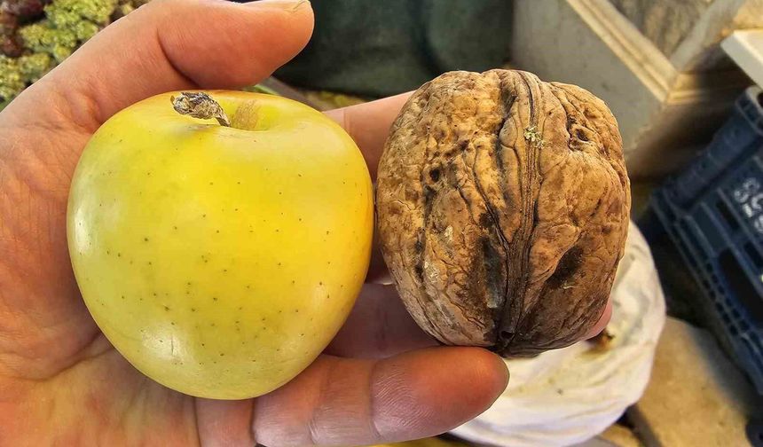 ELMA BÜYÜKLÜĞÜNDEKİ CEVİZLER İLGİ ÇEKİYOR