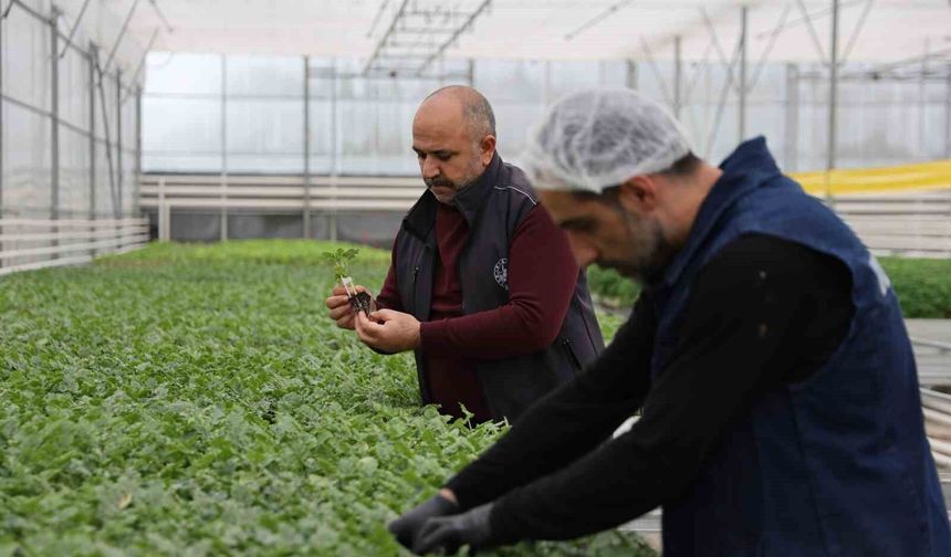 KENTİN RENKLENMESİNDE ÖNEMLİ ROL ALIYOR