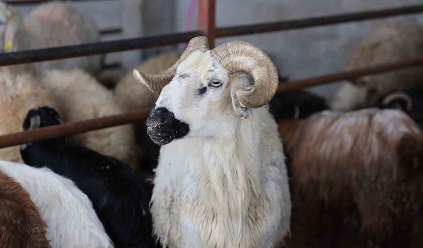 KURBANLIK SATIŞLARI BAŞLADI