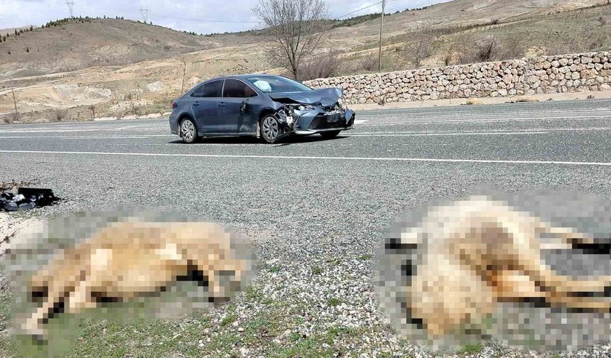 OTOMOBİL KOYUN SÜRÜSÜNE DALDI: 9 KOYUN TELEF OLDU