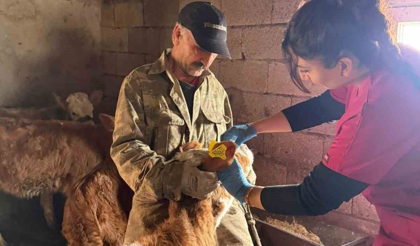 ŞAP AŞILAMA ÇALIŞMALARI SÜRÜYOR