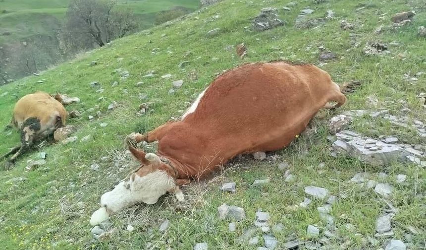 YILDIRIMIN ÇARPTIĞI İNEKLER TELEF OLDU