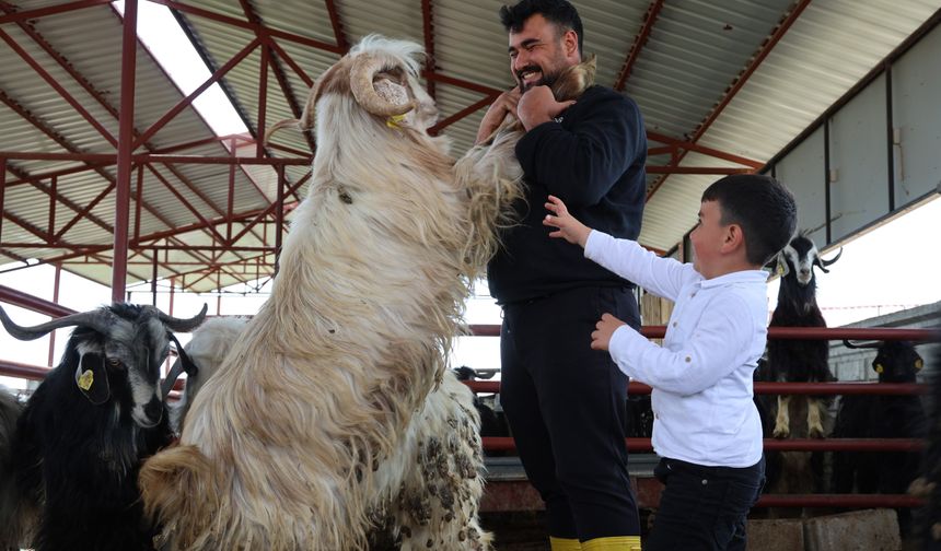 140 KİLOLUK KEÇİ KURBAN PAZARINDA