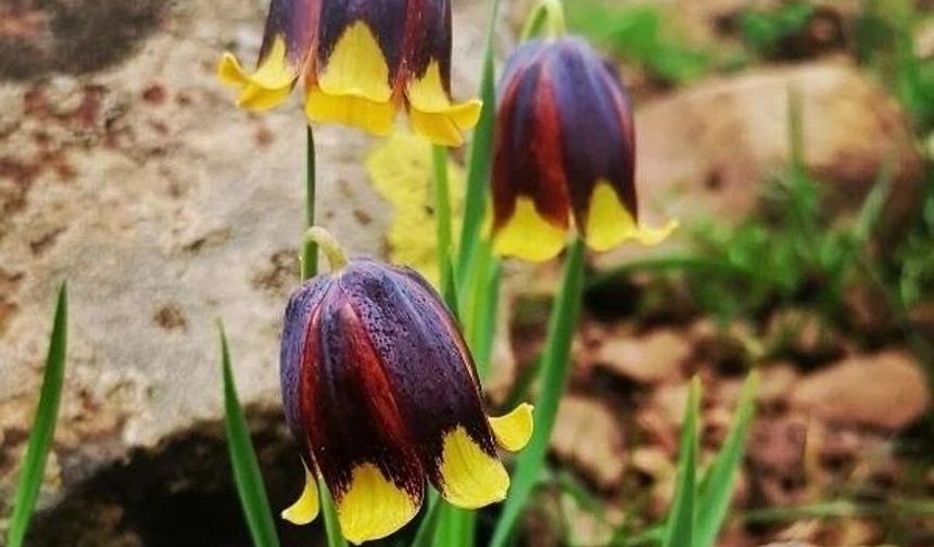 LALEYİ KOPARANA 700 BİN LİRA CEZA