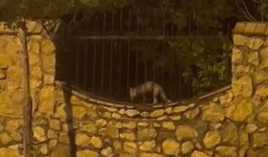 AÇ KALAN TİLKİ TAVUĞU BÖYLE GÖTÜRDÜ