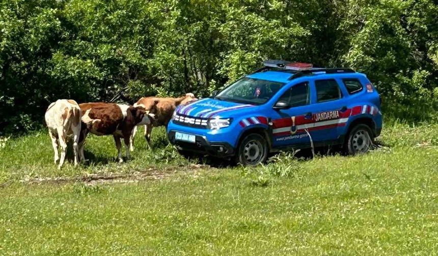 KAYBOLAN İNEKLER DRON İLE BULUNDU