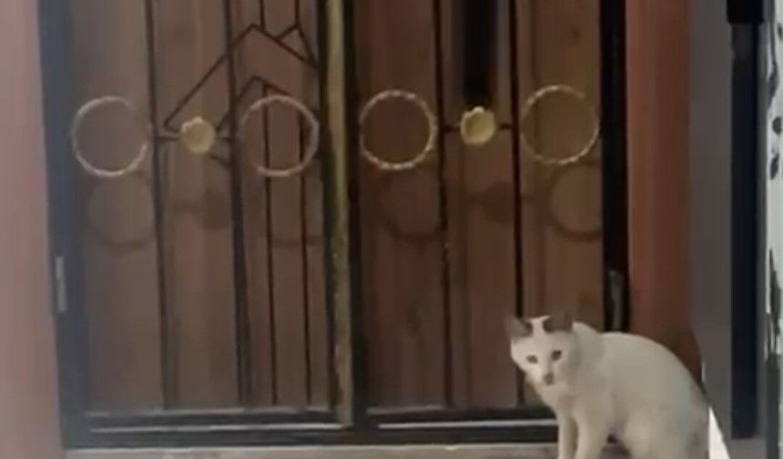 KEDİNİN YILANLA OYUNU