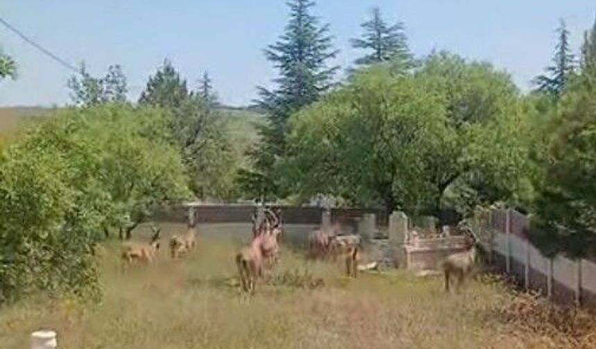 DAĞ KEÇİLERİ HARPUT MEZARLIKLARINDA