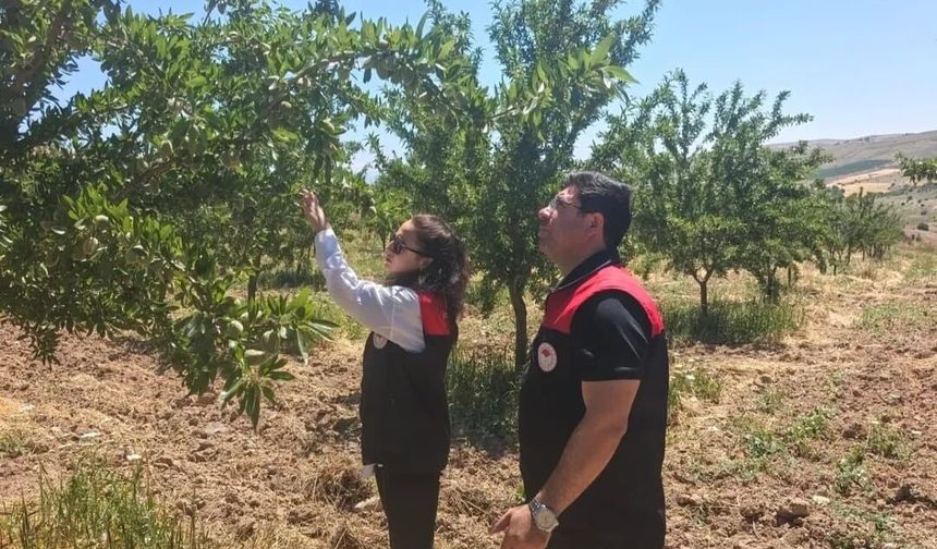 AĞIN'DA BADEM BAHÇELERİNDE HASTALIK VE ZARARLI KONTROLÜ