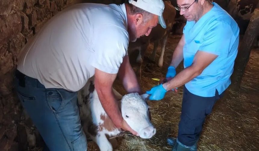 AĞIN'DA BÜYÜKBAŞ HAYVANLARDA AŞILAMA VE KÜPELEME ÇALIŞMASI