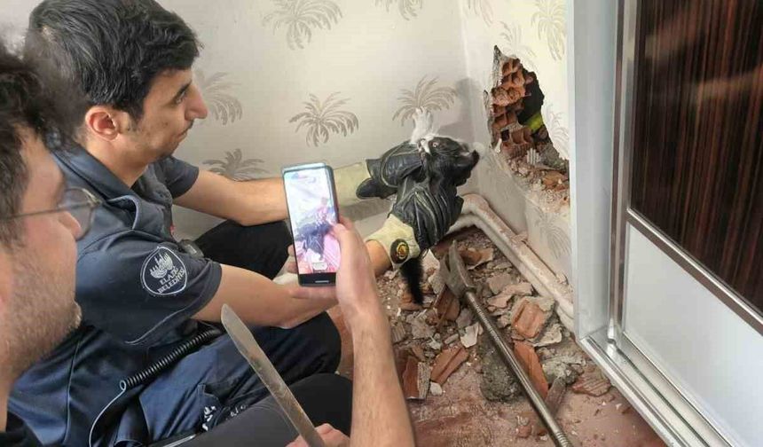 BACA BOŞLUĞUNDA MAHSUR KALAN YAVRU KEDİ KURTARILDI