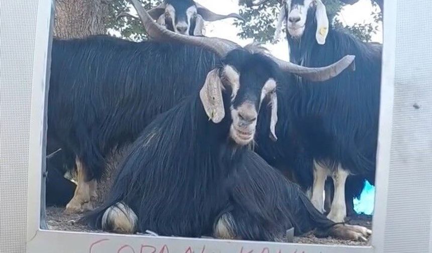 FENOMEN ÇOBANIN KEÇİSİ EKRAN BAŞINDA