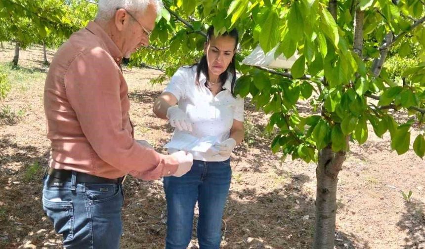 MEYVE BAHÇELERİNDE TAKİP ÇALIŞMASI