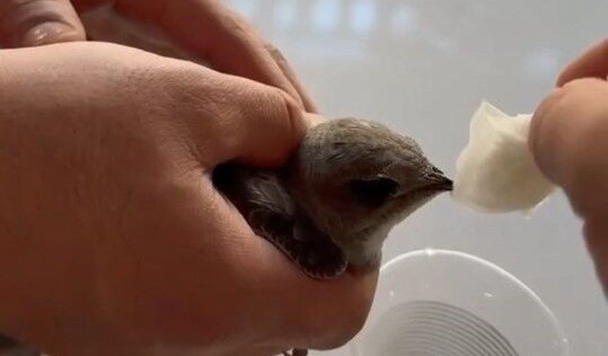 VATANDAŞLAR SICAKTAN BİTKİN DÜŞEN EBABİL KUŞUNA SU VERDİ