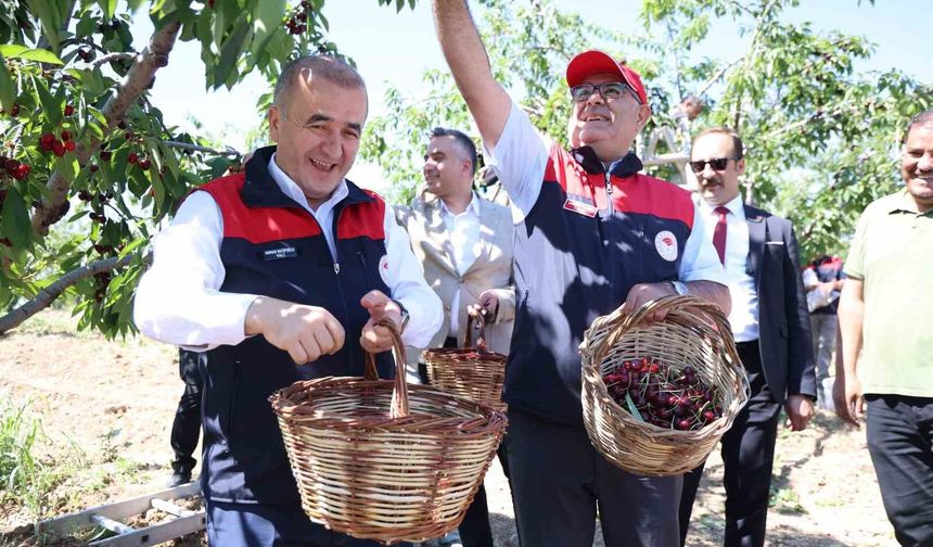 7 BİN DEKAR ALANDA KİRAZ HASADI DEVAM EDİYOR
