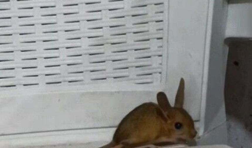 ARAP TAVŞANI GÖRÜLDÜ