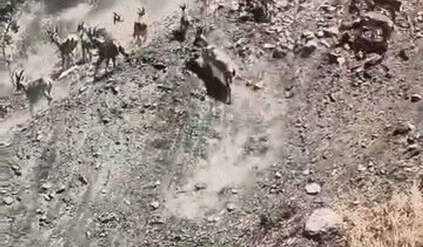 SÜRÜ HALİNDE DAĞ KEÇİLERİ GÖRÜLDÜ