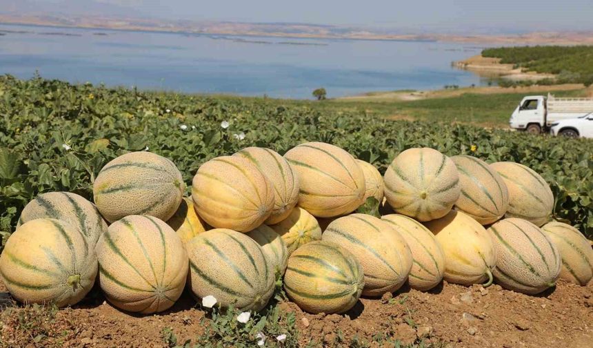 20 TON KAVUN HASADI BEKLENİYOR