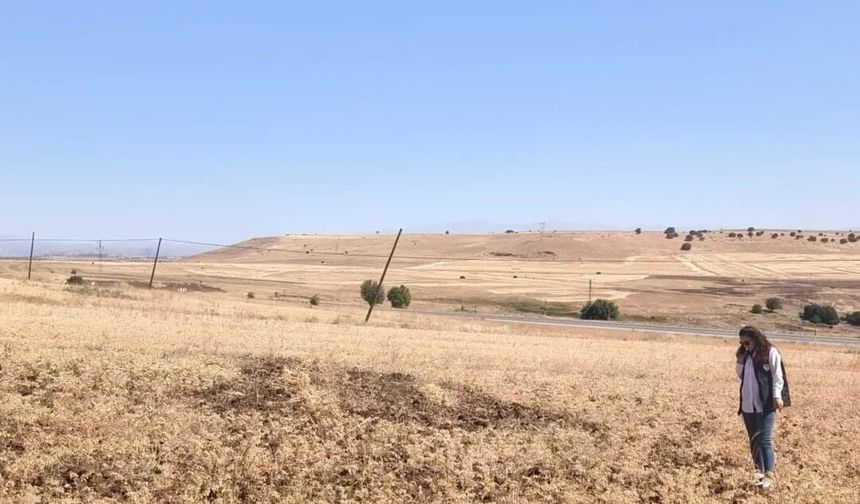AĞIN'DA TÜYLÜ NOHUT HASADI DEVAM EDİYOR