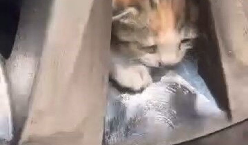 ARACIN TEKER KISMINA SIKIŞAN KEDİLER KURTARILDI