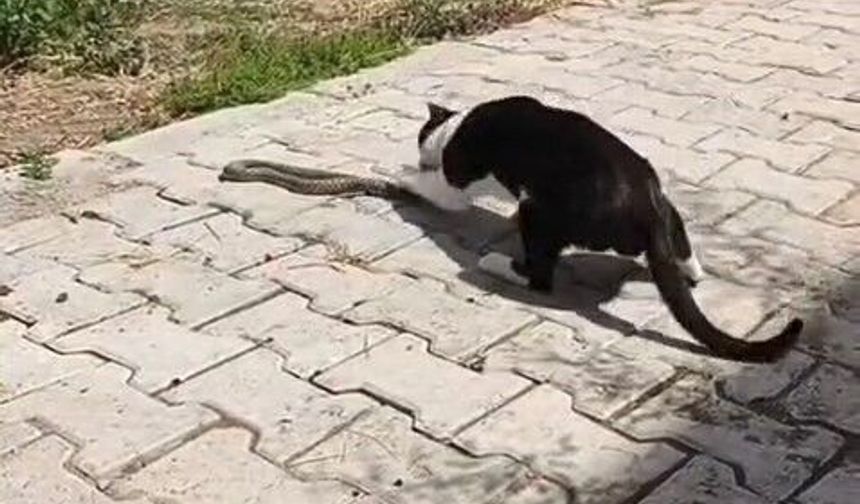 KEDİYLE YILANIN KAVGASI KAMERAYA YANSIDI