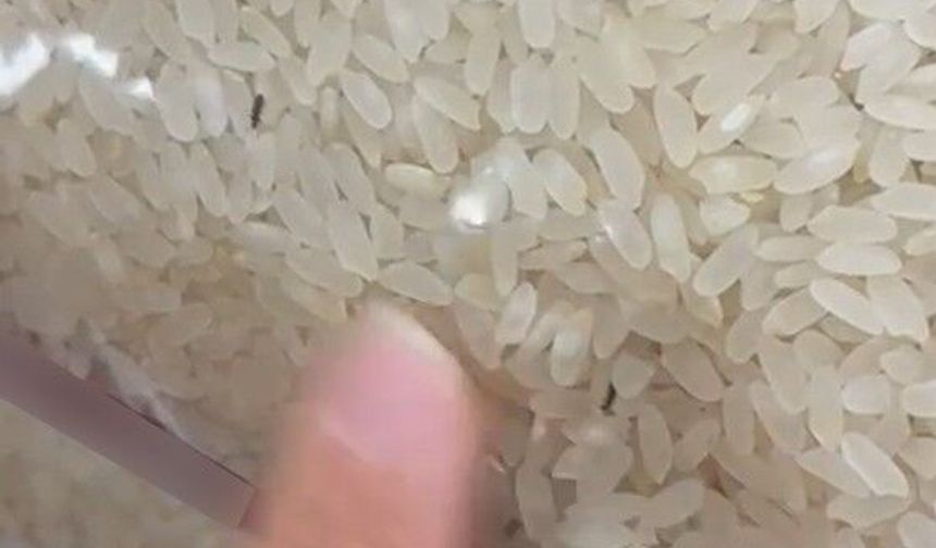 PAKETLİ PİRİNÇ İÇERİSİNDE BÖCEKLER GÖRÜNTÜLENDİ