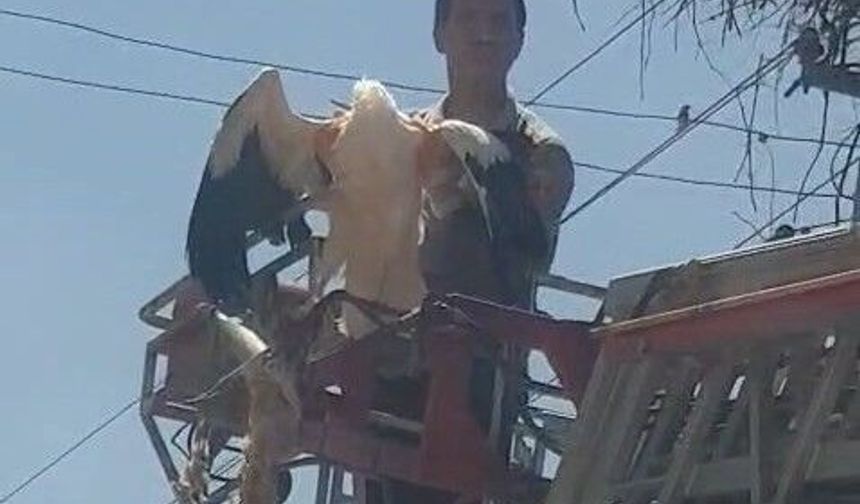 YARALI LEYLEK İTFAİYE TARAFINDAN KURTARILDI