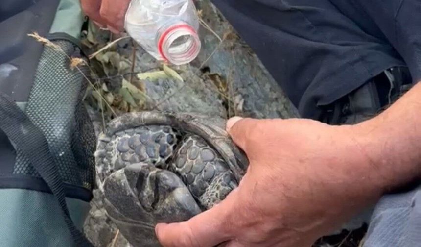 YANGINDAN KAÇAN KAPLUMBAĞAYA VATANDAŞLAR SAHİP ÇIKTI