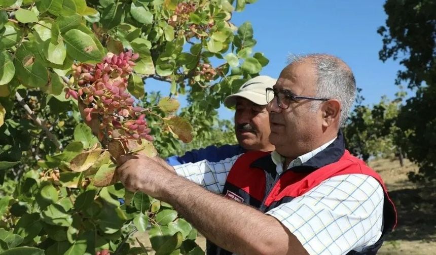 38 TON ANTEP FISTIĞI REKOLTESİ BEKLENİYOR