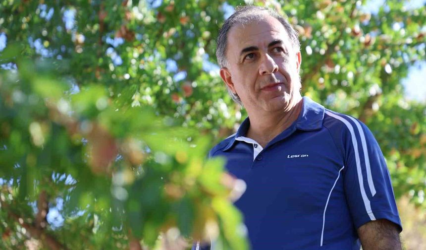 FRANSIZ MENŞEİLİ BADEMLERİN HASADI BAŞLADI