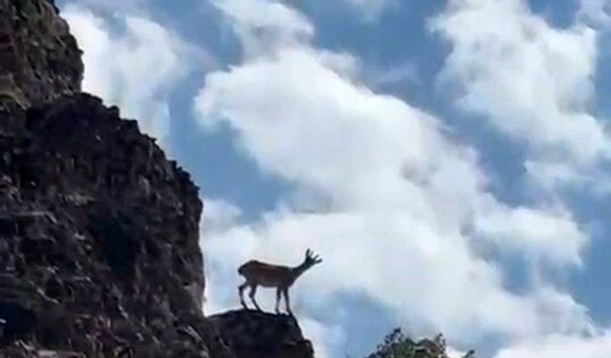 KORUMA ALTINDAKİ DAĞ KEÇİLERİ KAMERAYA YAKALANDI