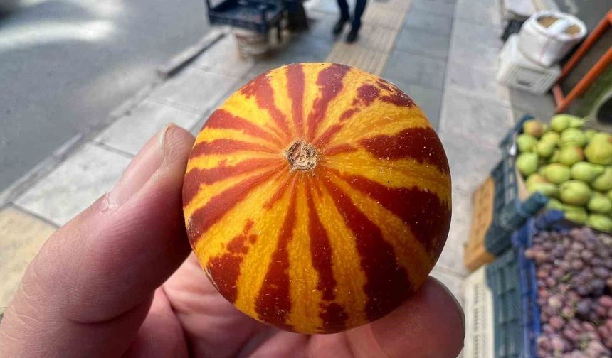 ŞAMAMA KAVUNU TEZGAHLARDA