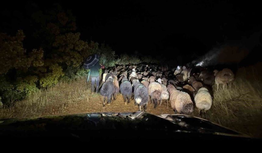 ÇOBAN VE HAYVANLAR KURTARILDI