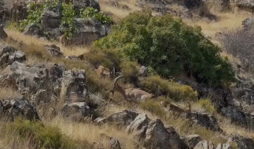 DAĞ KEÇİLERİ GÖRÜNTÜLENDİ