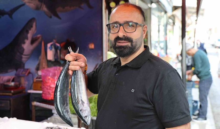 PALAMUTA YOĞUN İLGİ