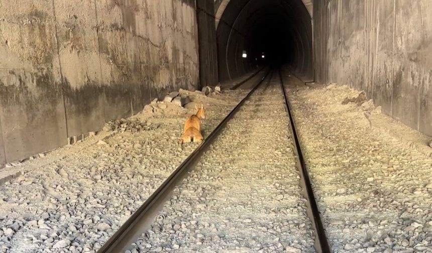 TREN, TÜNELE GİREN DAĞ KEÇİLERİNE ÇARPTI
