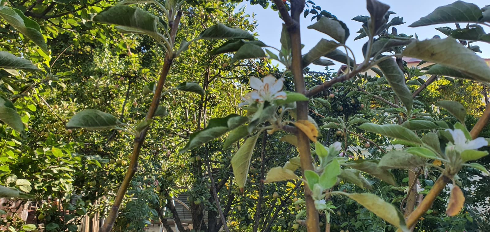 A W534500 03