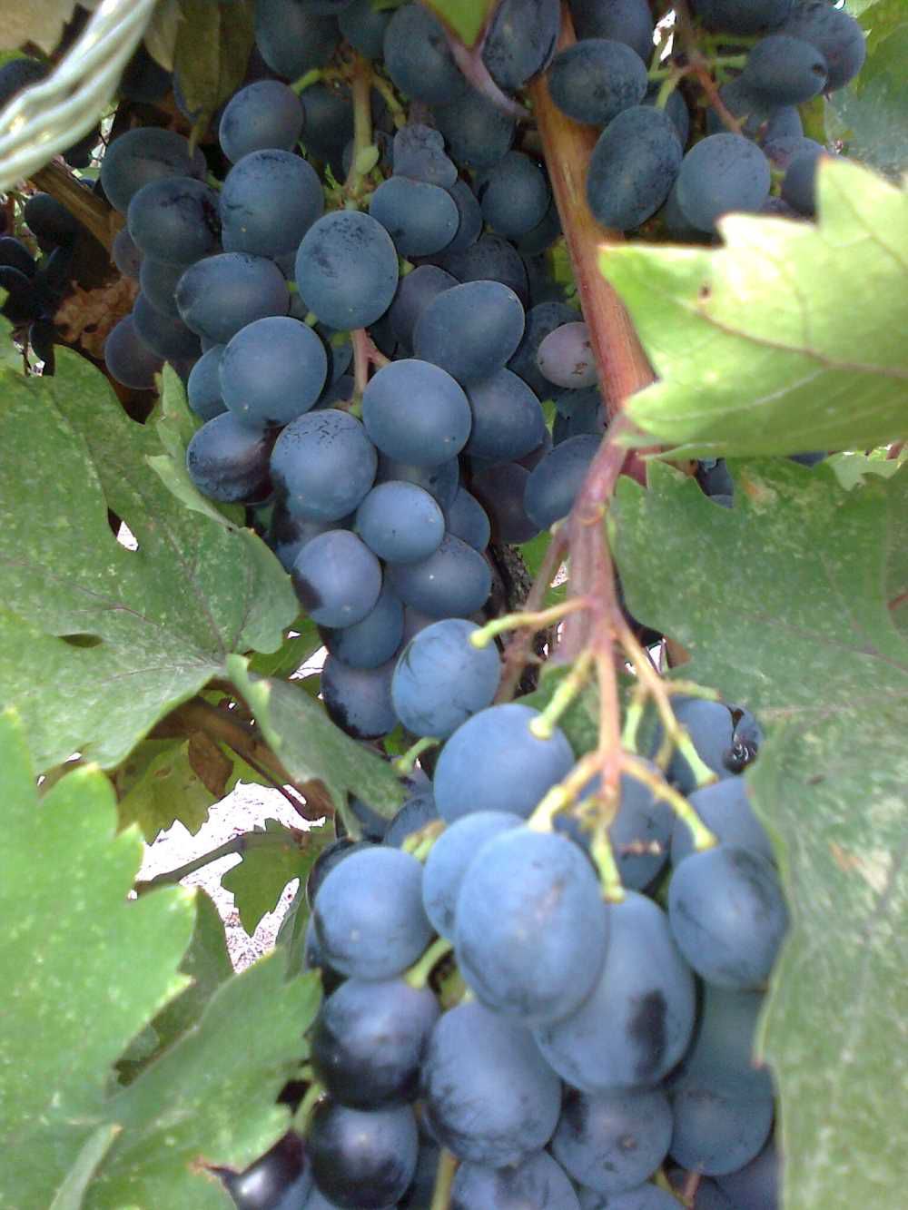 Af43B47A 290E 441C B91D 66Aed0159227