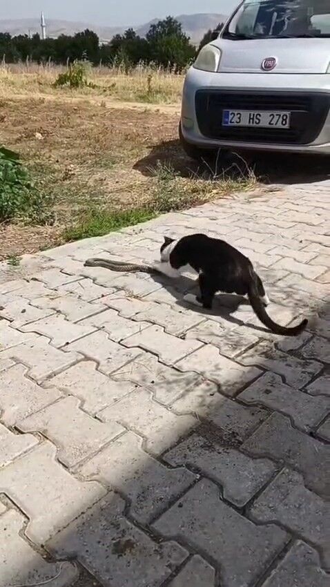 KEDİYLE YILANIN KAVGASI KAMERAYA YANSIDI